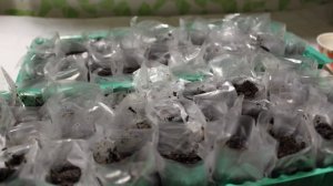 Посадка баклажанов. Как выращивать баклажаны. рассада баклажан в домашних условиях