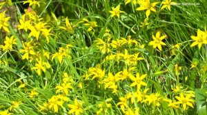 Первоцветы