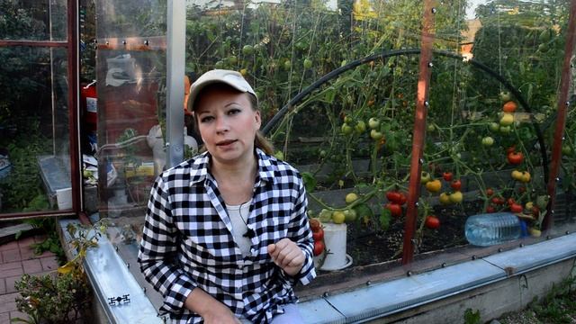 Томаты в августе: обрезка листьев, прищипка верхушки, опрыскивание. Почему трескаются помидоры смотреть онлайн