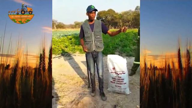 How to plant organic ginger #zimbabwe shona live demonstration #ginger #organic Jackie Mdhumeni смотреть онлайн