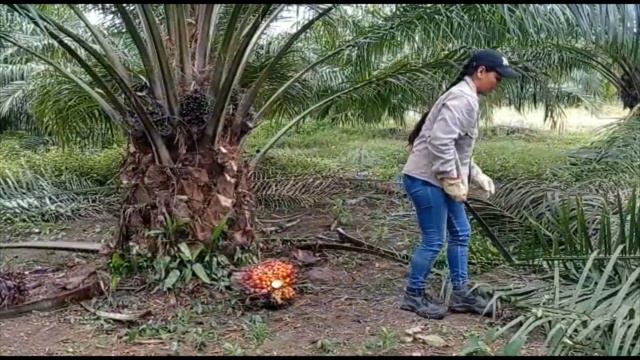 Proceso de corte y recolección de fruto de palma de aceite смотреть онлайн