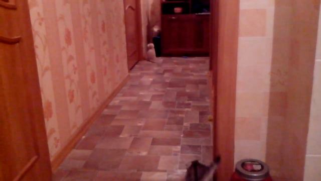 Мелкие котята играют и дерутся. Шотландские Вислоухие озорники.