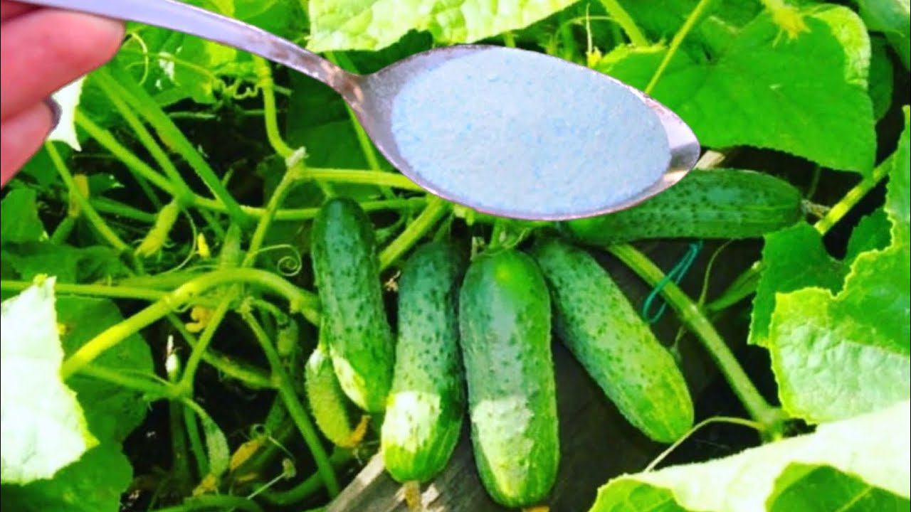 ЗА НОЧЬ Огурцов нарастает НЕМЕРЕНО! Даже хилые оживают и обильно плодоносят! смотреть онлайн