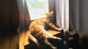 Слайд-шоу. Симба старший.           -《Фото симбы》-