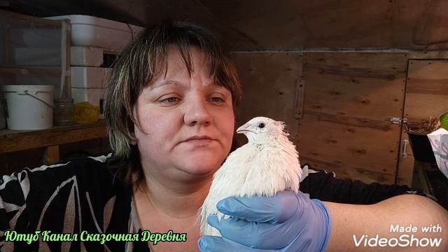 Как определить пол у перепелов. смотреть онлайн