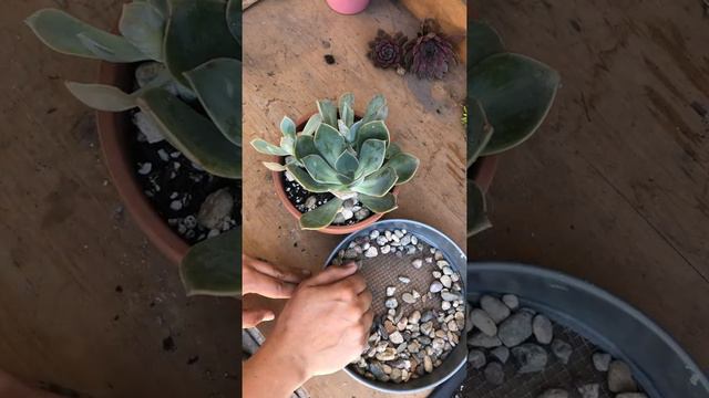 Succulent Mail is the Best Mail смотреть онлайн