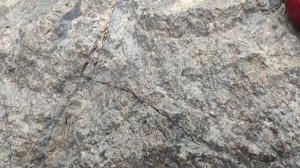 Как поймать дикую Утку с Ловушками