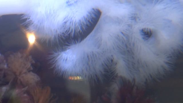 Coral and Sea Polyps (I guess?) at Seattle Aquarium смотреть онлайн