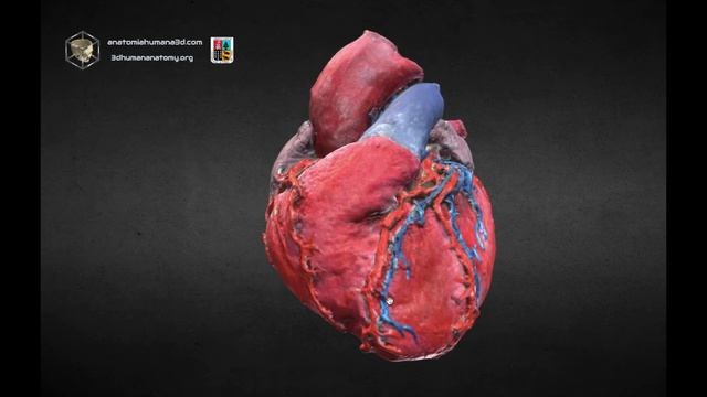 Anatomía de la Arteria coronaria izquierda 3D en 5 minutos!!!! смотреть онлайн