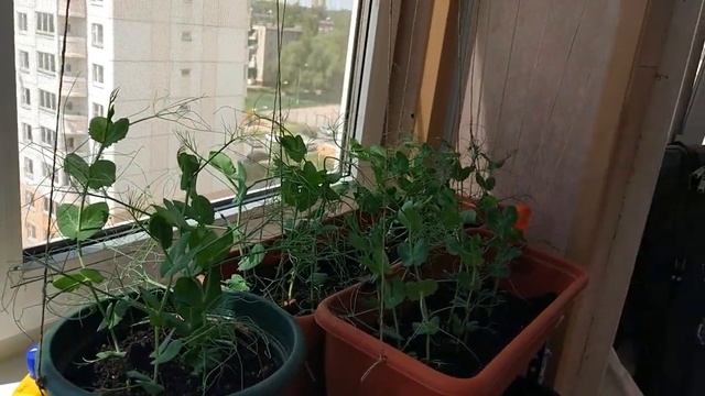 Эксперимент!! выращиваем горох на балконе.