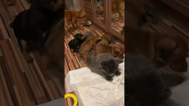 Щенки цвергпинчера и Майн-кун смотреть онлайн