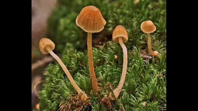 Galerina cerina смотреть онлайн