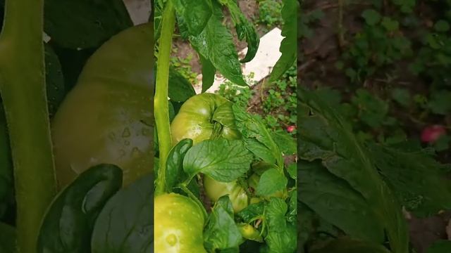 Сорт томата Брайтон Литг смотреть онлайн