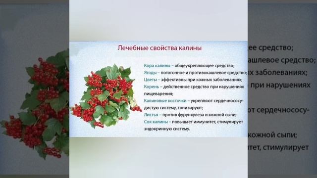 Чем полезна калина? смотреть онлайн