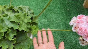 #587.Моё восхищение пеларгонии ИВ Эхо Любви!