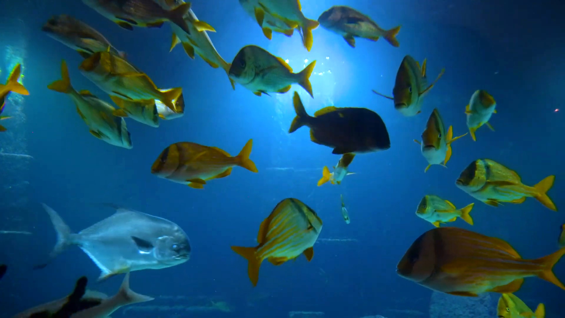 Прекрасный Подводный Мир, Аквариум и Спокойная, Расслабляющая Музыка смотреть онлайн