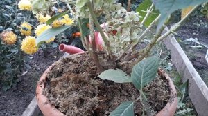 Сохраняем крупнолистную гортензию для обильного цветения..Посадка крупнолистной гортензии в горшок