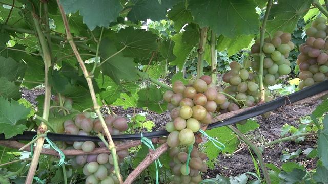 ГФ винограда Д-4 2022 Бурдак А В смотреть онлайн