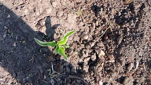 Жизнь в деревне/Посеяла цветы,горох,укроп.Жизнь простых людей в деревне. смотреть онлайн