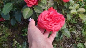 Розы в Подмосковье. Роза MANITOU / МАНИТУ (чайно-гибридная)