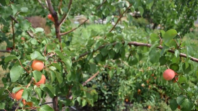 Абрикос Бержерон (19 июля 2018) - Агро Сад