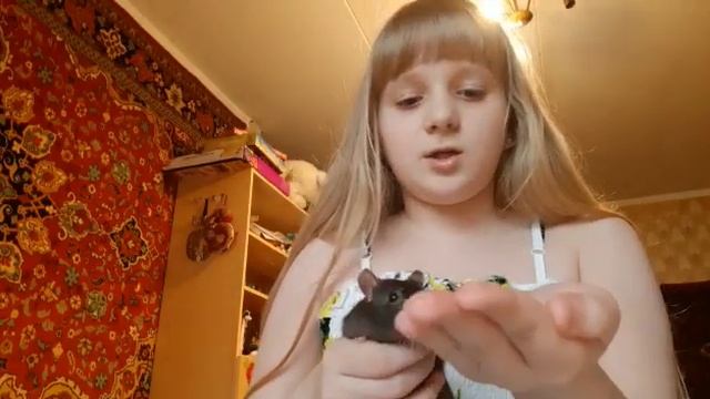 Как приучить крысу к рукам... смотреть онлайн