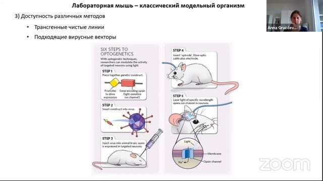 Модельные организмы и методы нейронауки смотреть онлайн