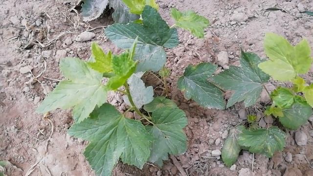 Как черенками размножить чёрную смородину? смотреть онлайн