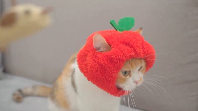 Cute Cat cosplay Red Delicious | Belly wear cat hat смотреть онлайн