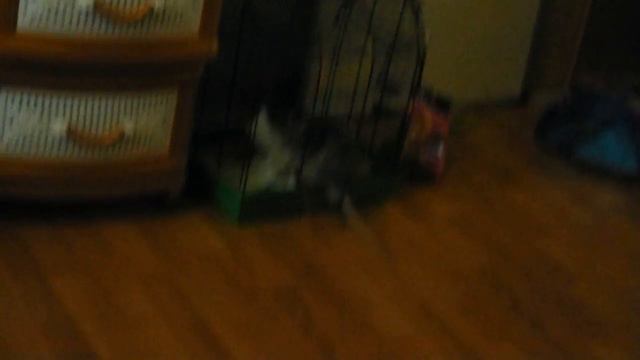 Крыс подпрыгивает)))))) смотреть онлайн