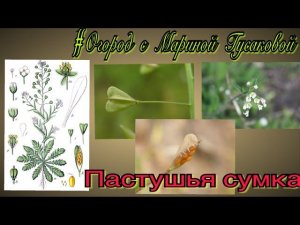 Пастушья сумка цветет пора делать сбор этого лекарственного растения