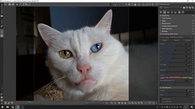 Editing Cute Cat Photos | Rawtherapee 2.8 | GIMP 2.10 смотреть онлайн