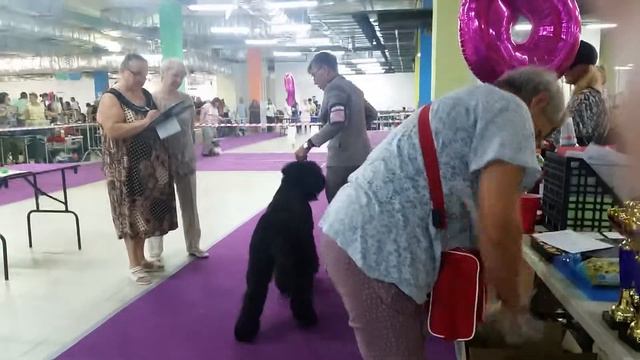 9 июня 2019 г. Голдрайз МОНО Сука- юниорка смотреть онлайн