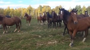 Табун бегущих лошадей