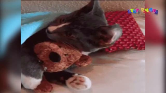 Просто приколы с котанами. Ты не видишь, что миска пустая.