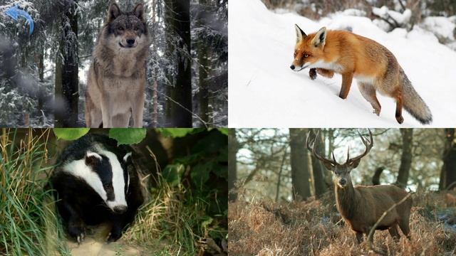 FOREST ANIMALS - app review for kids with flashcards смотреть онлайн