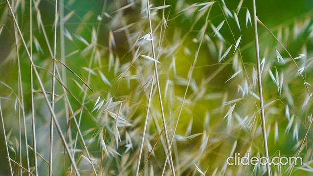 Овсяное поле смотреть онлайн