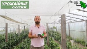 СТРАШНАЯ ОШИБКА при выращивании ПЕРЦЕВ! Ожог может лишить вас урожая!
