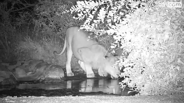 Lion at Cat-EYE. смотреть онлайн