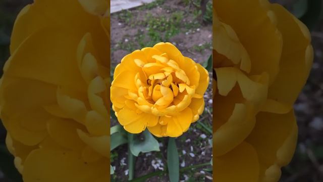 Парад тюльпанов. смотреть онлайн