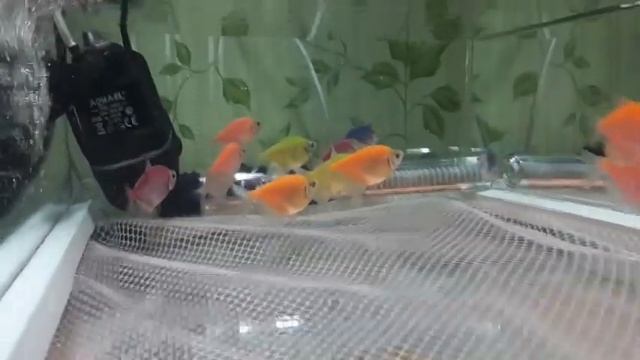 Сажу на нерест тернецию ГЛО. смотреть онлайн