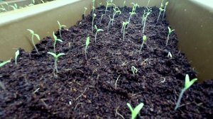 Рассада помидор очень быстро растет.