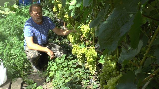 Виноград "Алёшенькин" в России смотреть онлайн