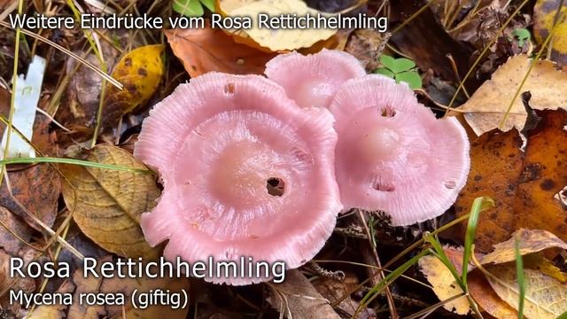 Pilzportrait - Rosa Rettichhelmling, Mycena rosea | Mycena pura forma rosea смотреть онлайн