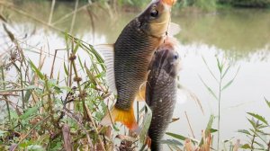 Ловим Сазана и Карася На Макуху Рыбалка в Дагестане