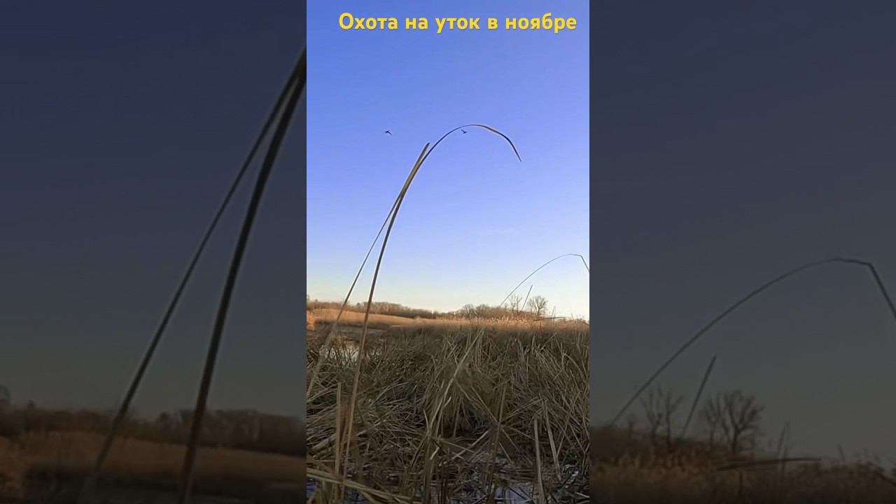Охота на уток 2023 #maxhunter #охотанауток #охота #shorts #short #shortvideo смотреть онлайн