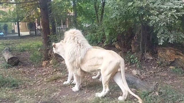УДИВИТЕЛЬНО ?! Уникальные животные: Белый лев и львица! #animals смотреть онлайн