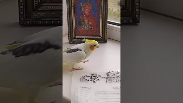 Корелла разговаривает и балуется...  Corella Talks And Messes Around... This Naughty Bird.