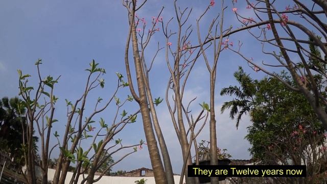 Habitat Adenium arabicums in cultivation смотреть онлайн