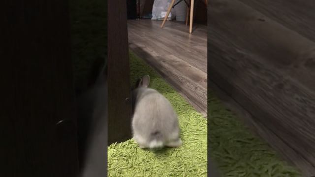Цветной карлик смотреть онлайн
